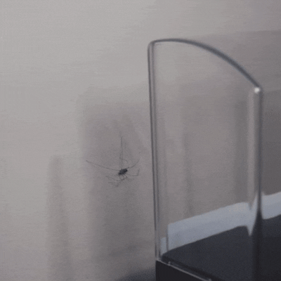 Furzero®:Catch and Release Spiders and Bugs Outside
